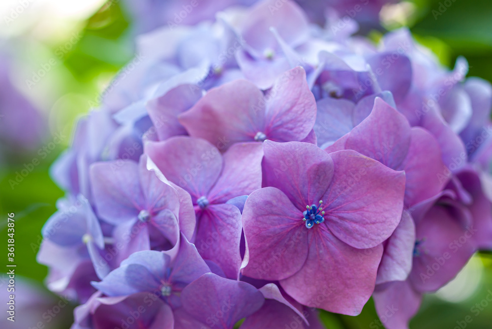 Close up of hydrangea flower with blur background Close up of hydrangea flower with blur background