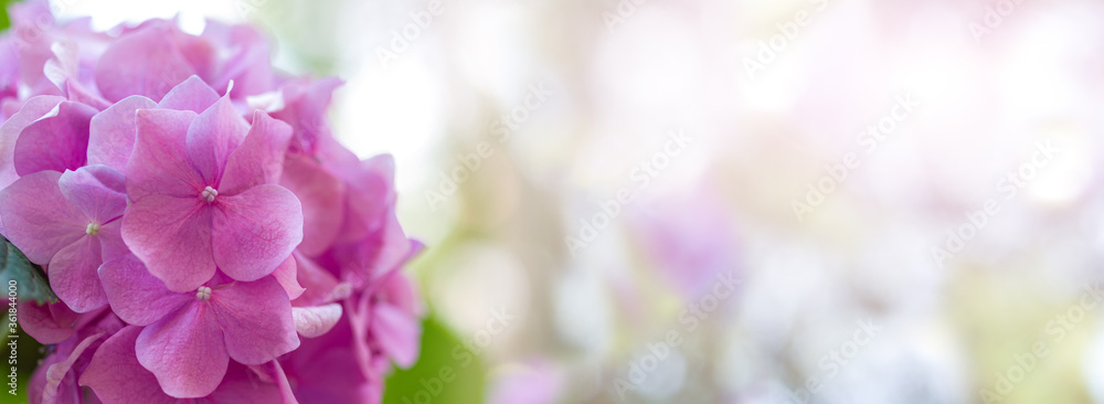 Close-up hydrangea banner with blurry background Close-up hydrangea banner with blurry background