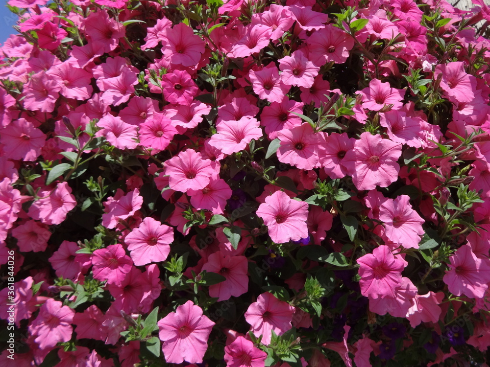 Million Bells bloom brightly in pink in a hanging basket Million Bells bloom brightly in pink in a hanging basket