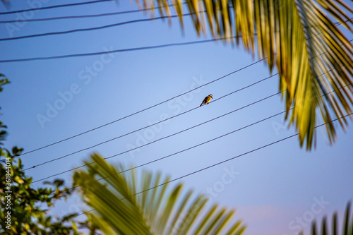 palm tree and blue sky