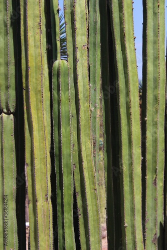 Mexican cactus in Cadereyta Mexico photo