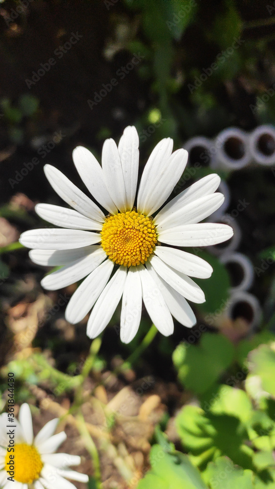 Fototapeta premium white chamomile blooms in Midsummer