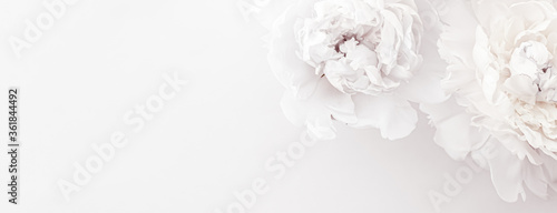 Foto Pure white peony flowers as floral art background, wedding decor and luxury bran