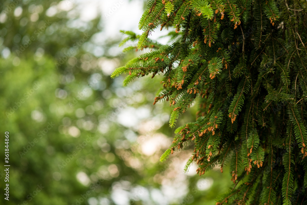 Branches of young coniferous trees in the national nature park Branches of young coniferous trees in the national nature park