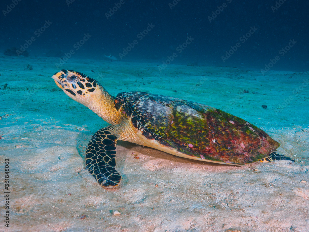 Obraz premium Hawksbill turtle on the sand bottom