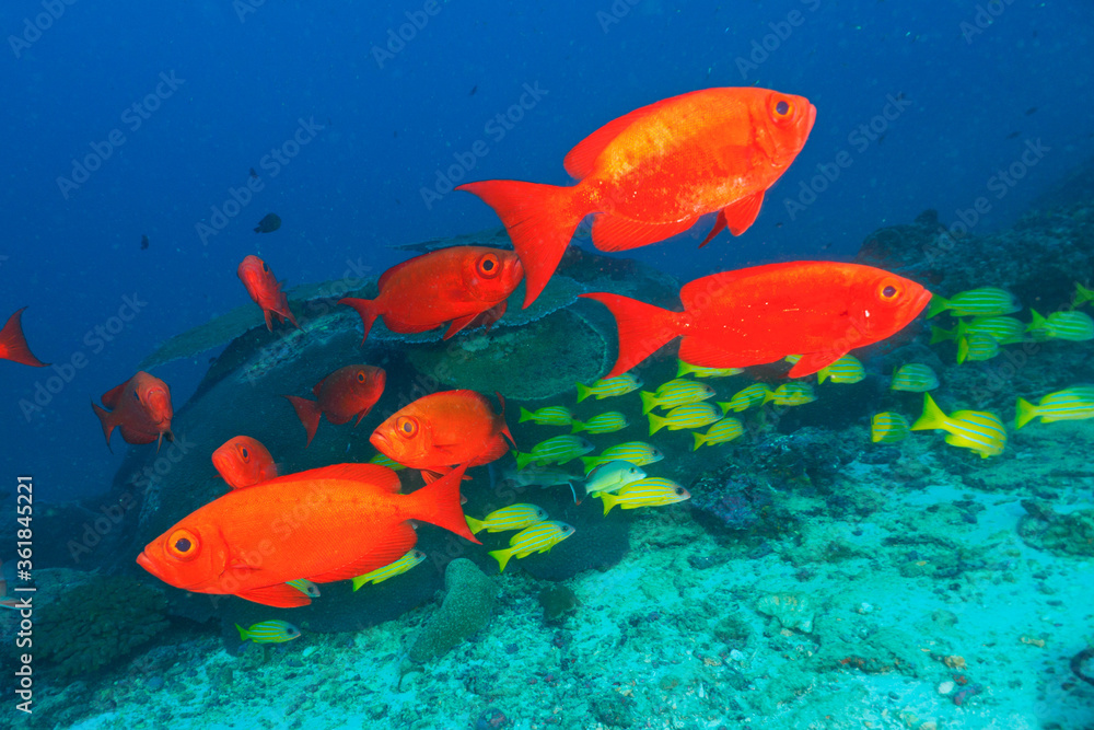School of moontail bullseye and Five lined snapper (Koh Bon, Similan National Park, Thailand) School of moontail bullseye and Five lined snapper (Koh Bon, Similan National Park, Thailand)