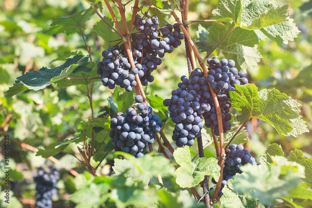 Ripe blue grapes in vineyard. Autumn, sunny day, harvest time. Selective focus, copy space. Winegrowing concept