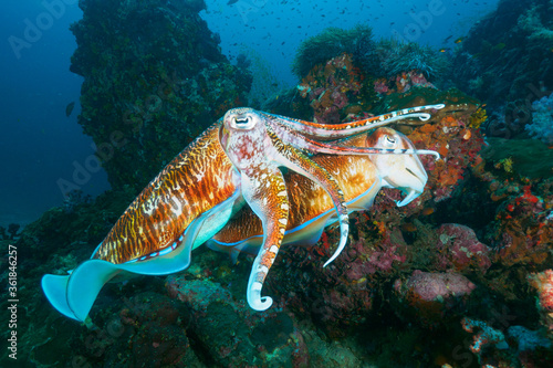 Pharaoh cuttlefish mating at the coral reef
