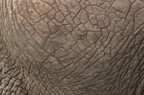 The texure of the skin of a Elephant, Masai Mara