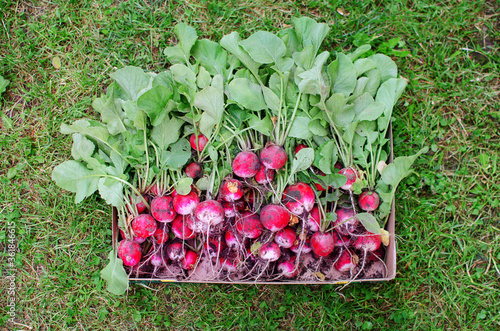 Freshly Picked Pink Garden Radishes, big pile in the crate