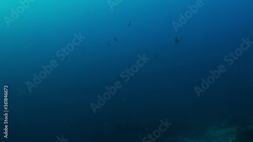 A Pelagic Thresher Shark (Alopias pelagicus) cruising on the reef photo