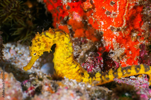 Yellow tigertail seahorse on gravel photo
