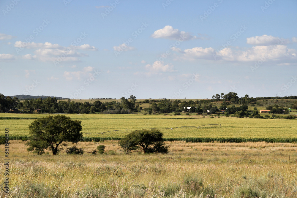Obraz premium Maize farming in the North West of South Africa. Approximately 8,0 million tons of maize grain are produced in South Africa annually on approximately 3,1 million ha of land. Half of the production co