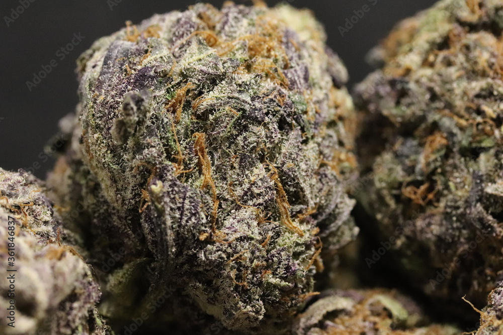 Purple Monkey Balls Purple Monkey Balls