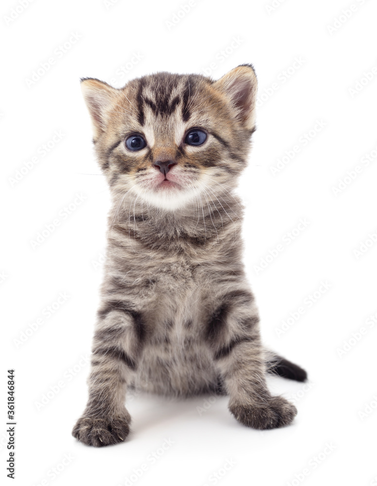 Obraz premium Little gray kitten .