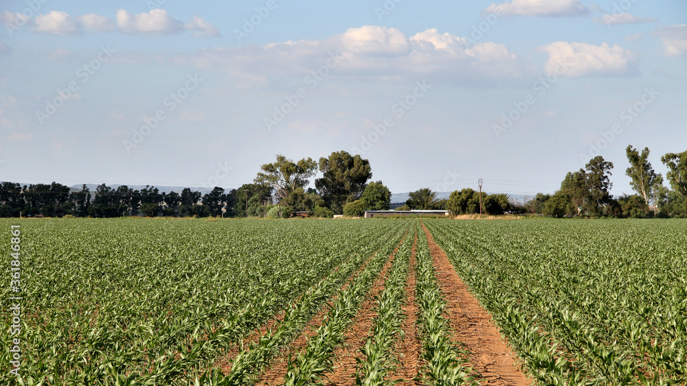 Maize farming  in the North West of South Africa. Approximately 8,0 million tons of maize grain are produced in South Africa annually on approximately 3,1 million ha of land. Half of the production co