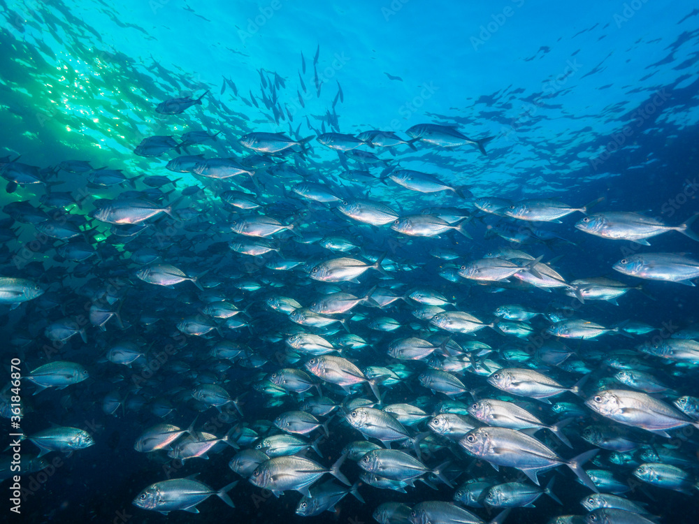 Fototapeta premium A school of Bigeye trevally