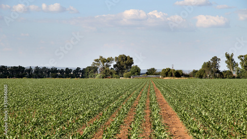 Maize farming  in the North West of South Africa. Approximately 8 0 million tons of maize grain are produced in South Africa annually on approximately 3 1 million ha of land. Half of the production co