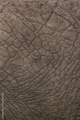 Elephant bosy texture closeup, Masai Mara