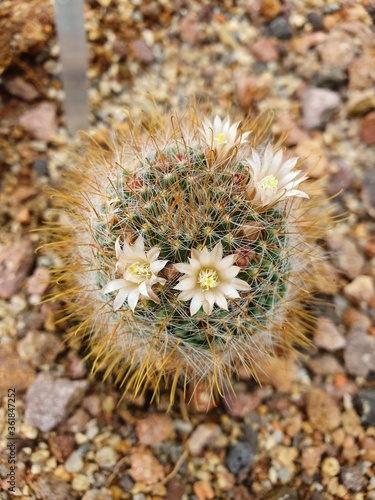 Beautiful cactus with flowers