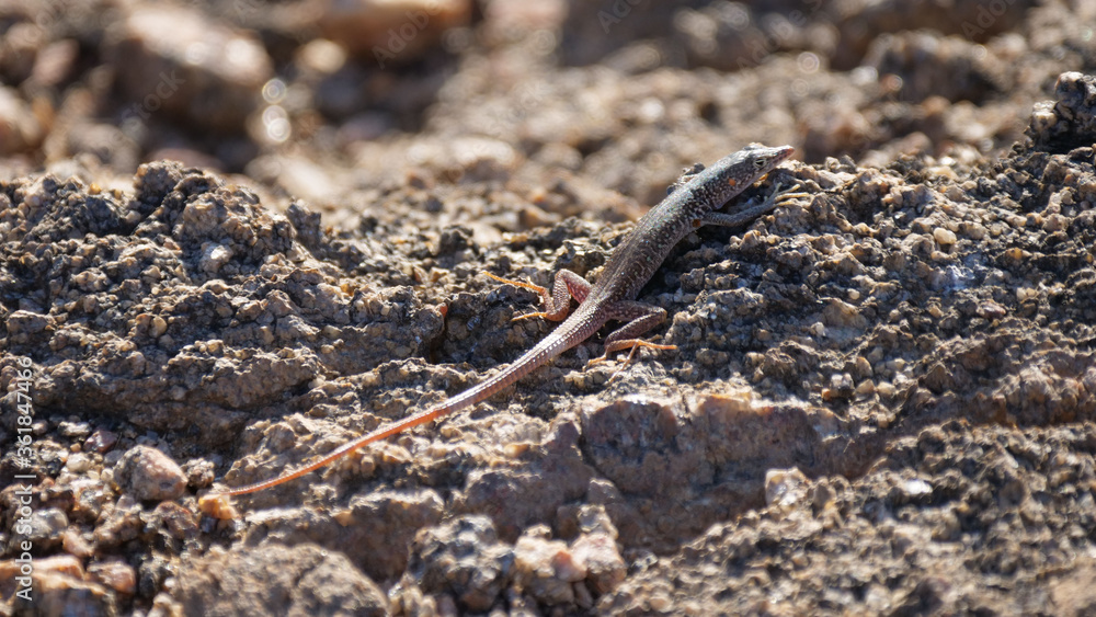 Lizard on the rocks Lizard on the rocks