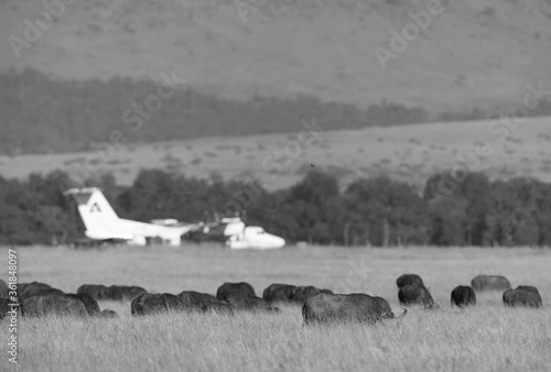 MASAI MARA, KEYNA-SEPTEMBER 09: Small Air Kenya aircraft in one of the Masai Mara Airstrip with Cape buffaloes in the foreground, September 09, 2018. photo