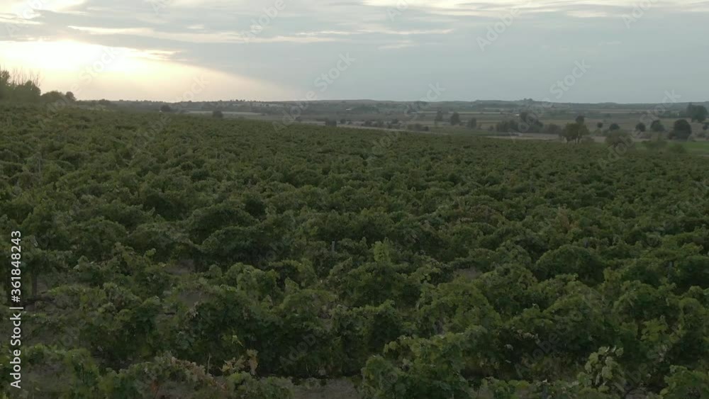 Aerial view of a vineyard flying backwards Aerial view of a vineyard flying backwards
