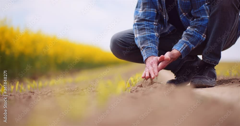 Agriculture, Food production - Farmer Examining Crops at Field Agriculture, Food production - Farmer Examining Crops at Field