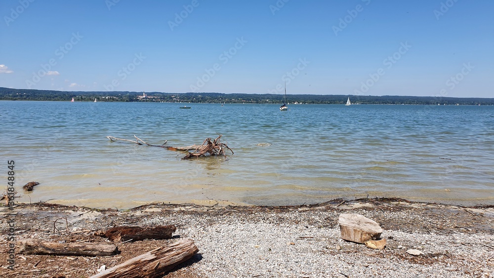 deer on the beach deer on the beach