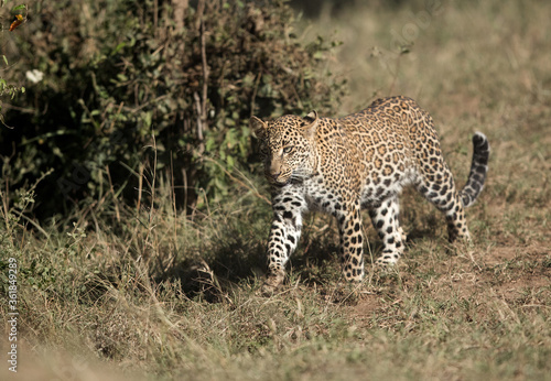 Leopard Koboso at Masai Mara grassland, Kenya
