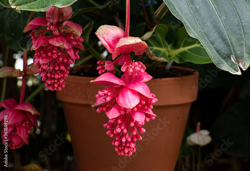 Beautiful, red, closed showy medinilla magnifica, Philippine orchid or rose grape flower hanging down against a blurred nature background with flowers, green leaves and a pot.