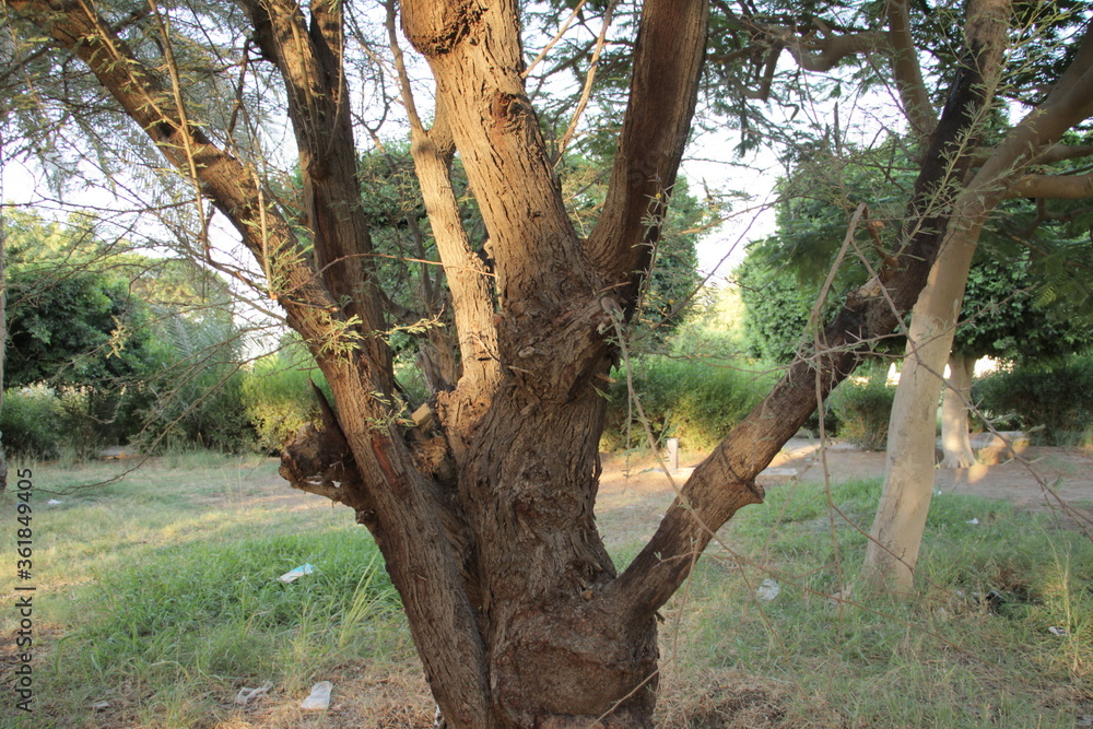 A public park in the city of May 15, south of the Egyptian capital, Cairo A public park in the city of May 15, south of the Egyptian capital, Cairo