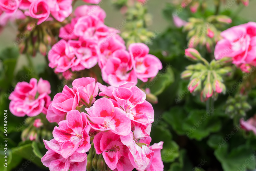 Fototapeta premium Beautiful pink flowers in close-up