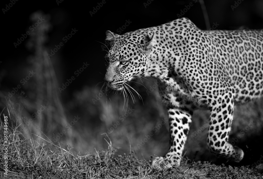 Fototapeta premium A portrait of Leopard Koboso at Masai Mara, Kenya