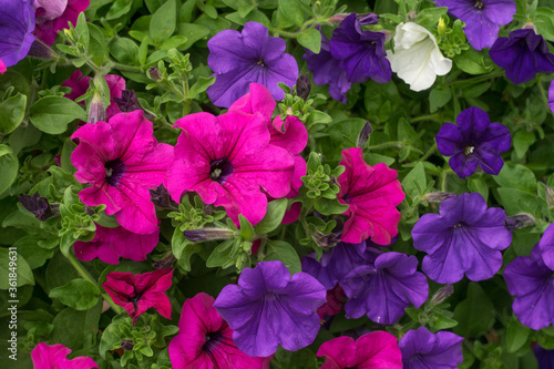 Red and purple flowers in close-up