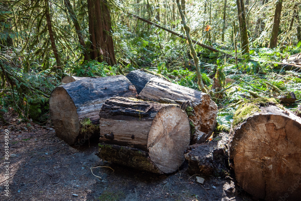 Cut logs in a forest full of Trees and mulch Cut logs in a forest full of Trees and mulch