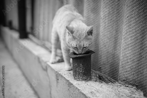 Curious cat sniffs old rusty pipe near rural fence © Omega