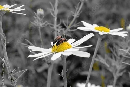 Käfer auf einer Blume