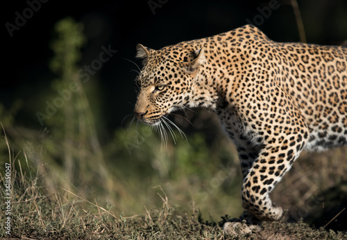Closeup of Leopard Koboso  Masai Mara  Kenya
