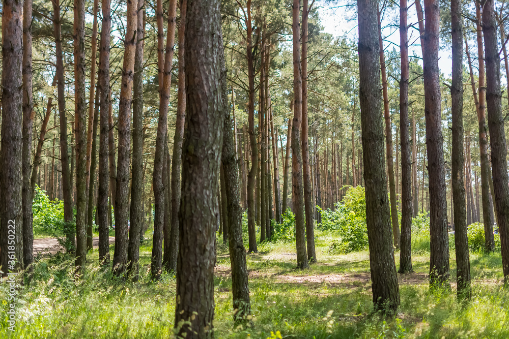 Pine forest Pine forest