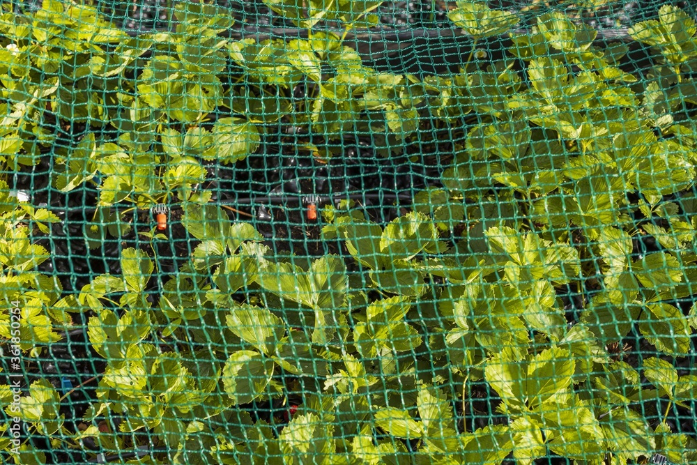 Close up view of strawberry plants in air pots with watering system protected with bird netting.  