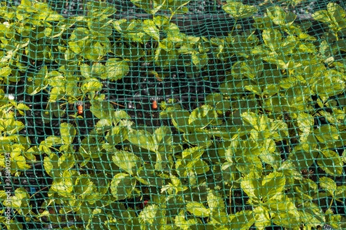 Close up view of strawberry plants in air pots with watering system protected with bird netting. 