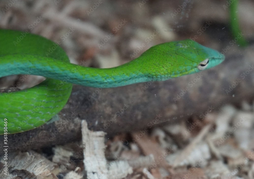 green snake in the grass and wood green snake in the grass and wood