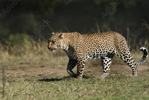 Leopard Koboso wallking on the grassland of Masai Mara, Kenya © Dr Ajay Kumar Singh