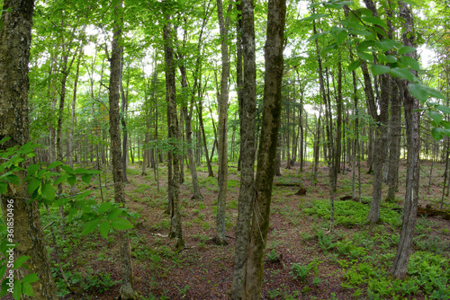 parkland natural forest environment green wood foliage