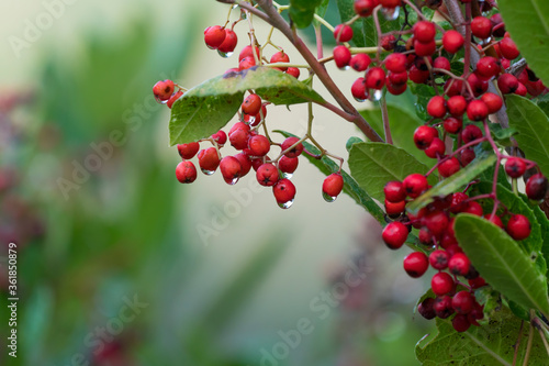 Bright red ripe dew covered Toyon berries, Northern California plant identification, beautiful seasonal nature background with soft blurred colors and space for text, for holiday or artistic use.