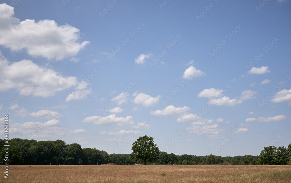 Summer day at Luneburger heath nature reserve near Wilsede, Germany, Europe. Summer day at Luneburger heath nature reserve near Wilsede, Germany, Europe.
