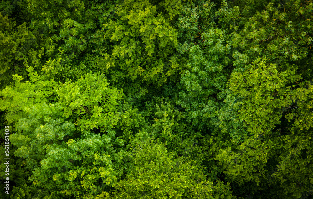 Naklejka premium Bäume aus Vogelperspektive