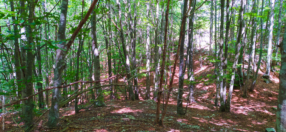 Fototapeta premium wooded clearing of many beech trees and dry brown leaves on the ground