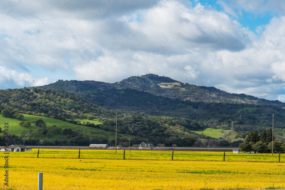 Obraz premium Fields of gold, bright golden colored pasture farm land landscape with emerald green spring foliage, distant farm houses in wine country Northern California near Napa.